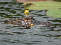 American alligators measure 3.4 to 4.6 meters (11.2 to 15.1 feet) in length and can weigh up to 500 kilograms (1,100 pounds). American allig...