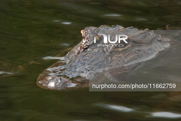 American alligators measure 3.4 to 4.6 meters (11.2 to 15.1 feet) in length and can weigh up to 500 kilograms (1,100 pounds). American allig...