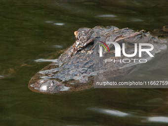 American alligators measure 3.4 to 4.6 meters (11.2 to 15.1 feet) in length and can weigh up to 500 kilograms (1,100 pounds). American allig...