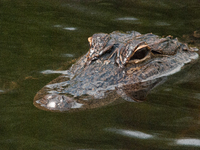 American alligators measure 3.4 to 4.6 meters (11.2 to 15.1 feet) in length and can weigh up to 500 kilograms (1,100 pounds). American allig...