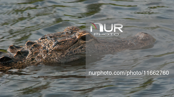 American alligators measure 3.4 to 4.6 meters (11.2 to 15.1 feet) in length and can weigh up to 500 kilograms (1,100 pounds). American allig...