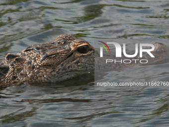 American alligators measure 3.4 to 4.6 meters (11.2 to 15.1 feet) in length and can weigh up to 500 kilograms (1,100 pounds). American allig...