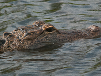 American alligators measure 3.4 to 4.6 meters (11.2 to 15.1 feet) in length and can weigh up to 500 kilograms (1,100 pounds). American allig...