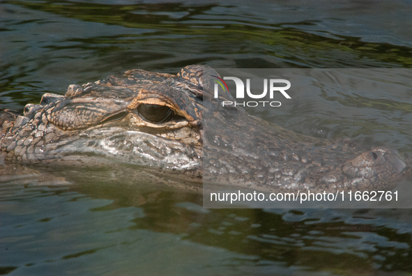 American alligators measure 3.4 to 4.6 meters (11.2 to 15.1 feet) in length and can weigh up to 500 kilograms (1,100 pounds). American allig...