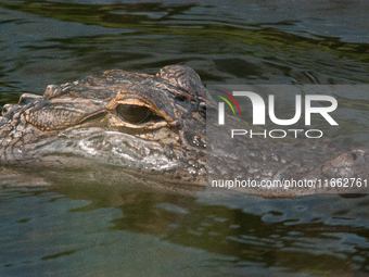 American alligators measure 3.4 to 4.6 meters (11.2 to 15.1 feet) in length and can weigh up to 500 kilograms (1,100 pounds). American allig...