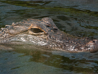 American alligators measure 3.4 to 4.6 meters (11.2 to 15.1 feet) in length and can weigh up to 500 kilograms (1,100 pounds). American allig...