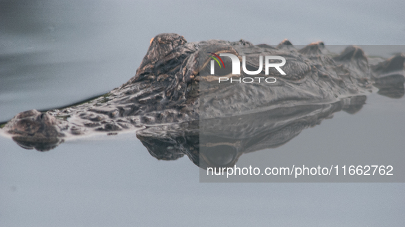 American alligators measure 3.4 to 4.6 meters (11.2 to 15.1 feet) in length and can weigh up to 500 kilograms (1,100 pounds). American allig...