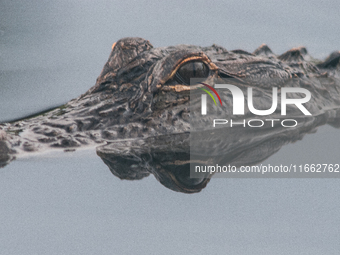 American alligators measure 3.4 to 4.6 meters (11.2 to 15.1 feet) in length and can weigh up to 500 kilograms (1,100 pounds). American allig...