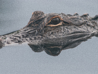 American alligators measure 3.4 to 4.6 meters (11.2 to 15.1 feet) in length and can weigh up to 500 kilograms (1,100 pounds). American allig...