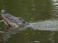 American alligators measure 3.4 to 4.6 meters (11.2 to 15.1 feet) in length and can weigh up to 500 kilograms (1,100 pounds). American allig...