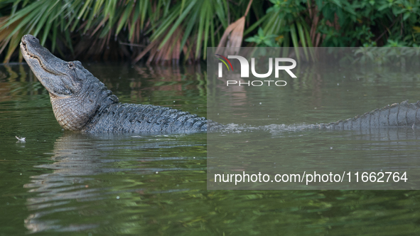 American alligators measure 3.4 to 4.6 meters (11.2 to 15.1 feet) in length and can weigh up to 500 kilograms (1,100 pounds). American allig...