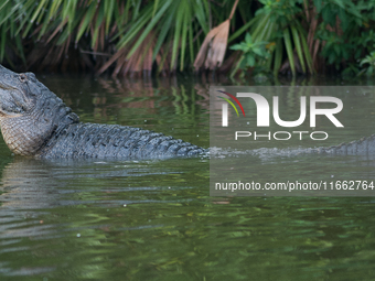 American alligators measure 3.4 to 4.6 meters (11.2 to 15.1 feet) in length and can weigh up to 500 kilograms (1,100 pounds). American allig...