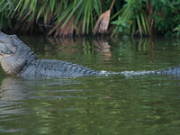 American alligators measure 3.4 to 4.6 meters (11.2 to 15.1 feet) in length and can weigh up to 500 kilograms (1,100 pounds). American allig...