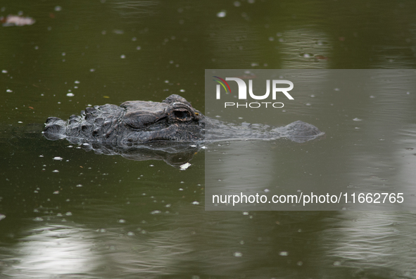 American alligators measure 3.4 to 4.6 meters (11.2 to 15.1 feet) in length and can weigh up to 500 kilograms (1,100 pounds). American allig...