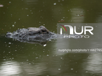 American alligators measure 3.4 to 4.6 meters (11.2 to 15.1 feet) in length and can weigh up to 500 kilograms (1,100 pounds). American allig...