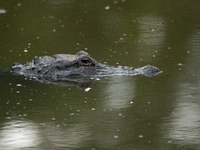 American alligators measure 3.4 to 4.6 meters (11.2 to 15.1 feet) in length and can weigh up to 500 kilograms (1,100 pounds). American allig...