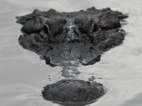 American alligators measure 3.4 to 4.6 meters (11.2 to 15.1 feet) in length and can weigh up to 500 kilograms (1,100 pounds). American allig...