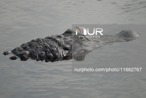 American alligators measure 3.4 to 4.6 meters (11.2 to 15.1 feet) in length and can weigh up to 500 kilograms (1,100 pounds). American allig...