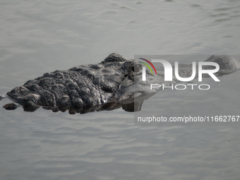 American alligators measure 3.4 to 4.6 meters (11.2 to 15.1 feet) in length and can weigh up to 500 kilograms (1,100 pounds). American allig...