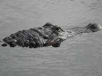 American alligators measure 3.4 to 4.6 meters (11.2 to 15.1 feet) in length and can weigh up to 500 kilograms (1,100 pounds). American allig...