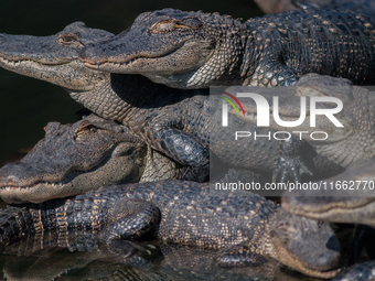 American alligators measure 3.4 to 4.6 meters (11.2 to 15.1 feet) in length and can weigh up to 500 kilograms (1,100 pounds). American allig...