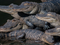 American alligators measure 3.4 to 4.6 meters (11.2 to 15.1 feet) in length and can weigh up to 500 kilograms (1,100 pounds). American allig...