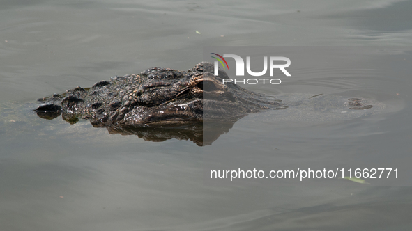 American alligators measure 3.4 to 4.6 meters (11.2 to 15.1 feet) in length and can weigh up to 500 kilograms (1,100 pounds). American allig...