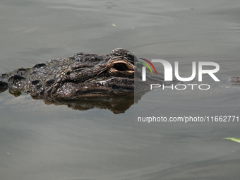 American alligators measure 3.4 to 4.6 meters (11.2 to 15.1 feet) in length and can weigh up to 500 kilograms (1,100 pounds). American allig...