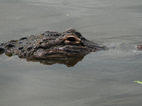 American alligators measure 3.4 to 4.6 meters (11.2 to 15.1 feet) in length and can weigh up to 500 kilograms (1,100 pounds). American allig...