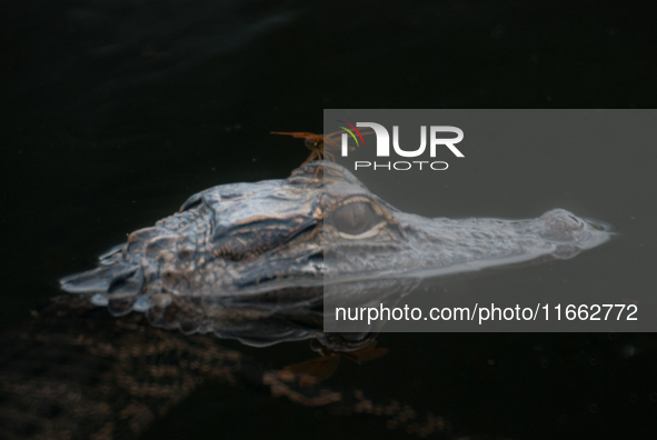 American alligators measure 3.4 to 4.6 meters (11.2 to 15.1 feet) in length and can weigh up to 500 kilograms (1,100 pounds). American allig...