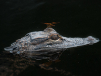 American alligators measure 3.4 to 4.6 meters (11.2 to 15.1 feet) in length and can weigh up to 500 kilograms (1,100 pounds). American allig...