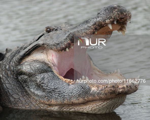 American alligators measure 3.4 to 4.6 meters (11.2 to 15.1 feet) in length and can weigh up to 500 kilograms (1,100 pounds). American allig...