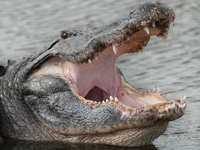 American alligators measure 3.4 to 4.6 meters (11.2 to 15.1 feet) in length and can weigh up to 500 kilograms (1,100 pounds). American allig...