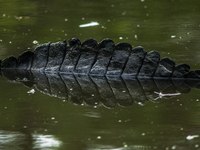 American alligators measure 3.4 to 4.6 meters (11.2 to 15.1 feet) in length and can weigh up to 500 kilograms (1,100 pounds). American allig...