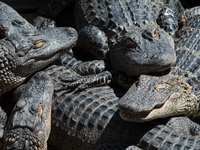 American alligators measure 3.4 to 4.6 meters (11.2 to 15.1 feet) in length and can weigh up to 500 kilograms (1,100 pounds). American allig...