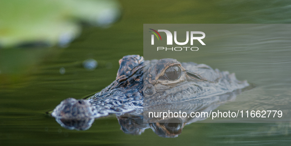 American alligators measure 3.4 to 4.6 meters (11.2 to 15.1 feet) in length and can weigh up to 500 kilograms (1,100 pounds). American allig...