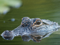 American alligators measure 3.4 to 4.6 meters (11.2 to 15.1 feet) in length and can weigh up to 500 kilograms (1,100 pounds). American allig...