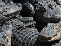 American alligators measure 3.4 to 4.6 meters (11.2 to 15.1 feet) in length and can weigh up to 500 kilograms (1,100 pounds). American allig...