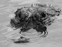 American alligators measure 3.4 to 4.6 meters (11.2 to 15.1 feet) in length and can weigh up to 500 kilograms (1,100 pounds). American allig...