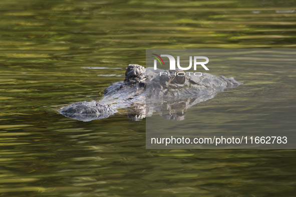 American alligators measure 3.4 to 4.6 meters (11.2 to 15.1 feet) in length and can weigh up to 500 kilograms (1,100 pounds). American allig...