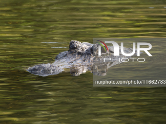 American alligators measure 3.4 to 4.6 meters (11.2 to 15.1 feet) in length and can weigh up to 500 kilograms (1,100 pounds). American allig...