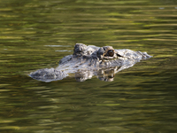 American alligators measure 3.4 to 4.6 meters (11.2 to 15.1 feet) in length and can weigh up to 500 kilograms (1,100 pounds). American allig...