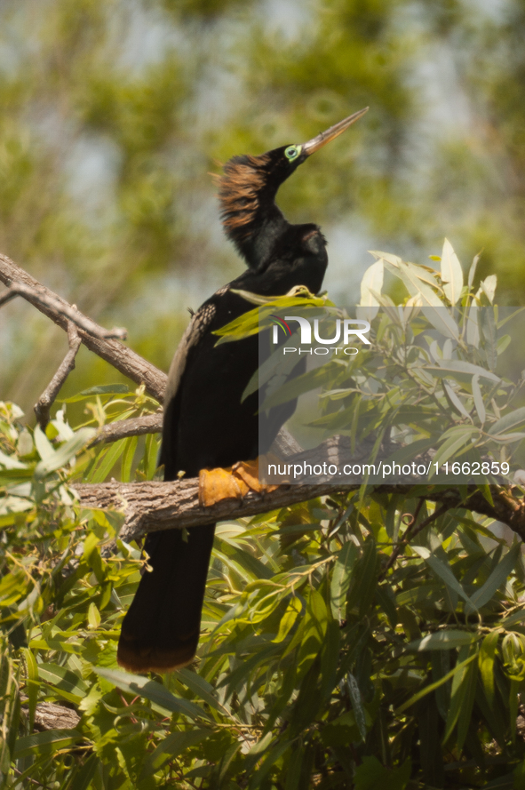 The anhinga is a large bird, measuring approximately 89 cm (35 in) in length, with a range of 75-95 cm (30-37 in), and has a 1.14 m (3.7 ft)...