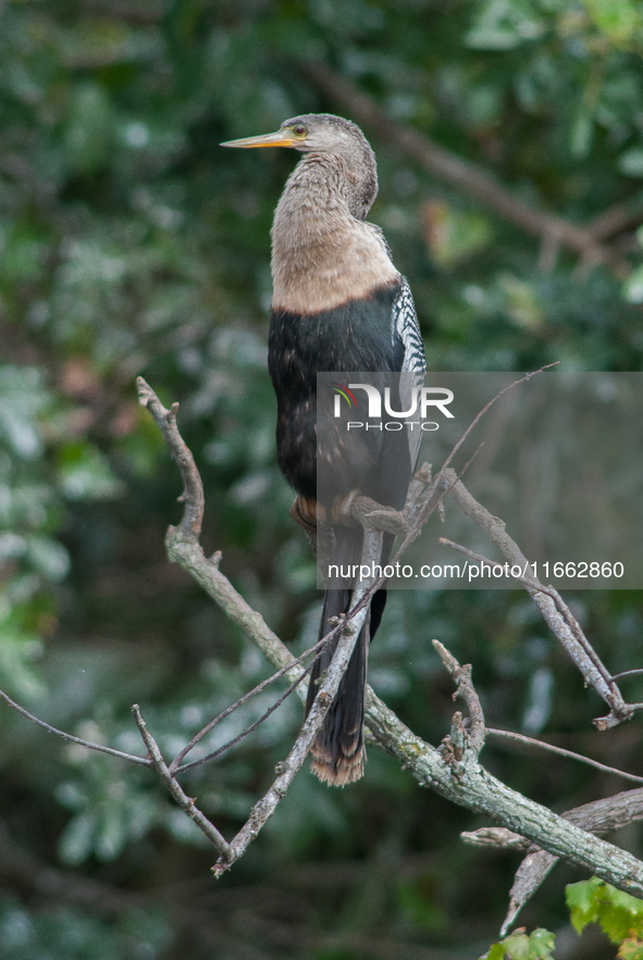 The anhinga is a large bird, measuring approximately 89 cm (35 in) in length, with a range of 75-95 cm (30-37 in), and has a 1.14 m (3.7 ft)...