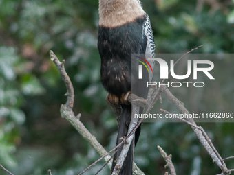 The anhinga is a large bird, measuring approximately 89 cm (35 in) in length, with a range of 75-95 cm (30-37 in), and has a 1.14 m (3.7 ft)...