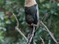 The anhinga is a large bird, measuring approximately 89 cm (35 in) in length, with a range of 75-95 cm (30-37 in), and has a 1.14 m (3.7 ft)...