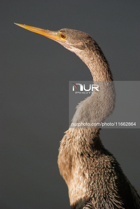 The anhinga is a large bird, measuring approximately 89 cm (35 in) in length, with a range of 75-95 cm (30-37 in), and has a 1.14 m (3.7 ft)...