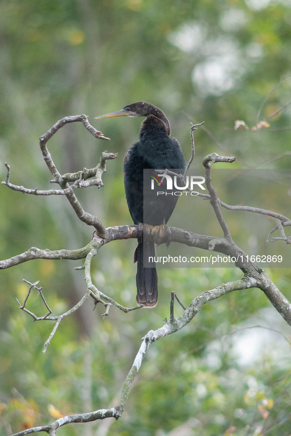 The anhinga is a large bird, measuring approximately 89 cm (35 in) in length, with a range of 75-95 cm (30-37 in), and has a 1.14 m (3.7 ft)...