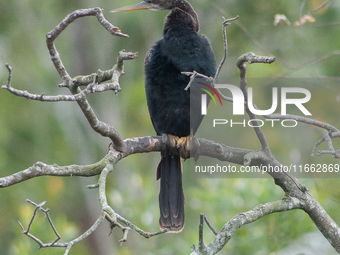 The anhinga is a large bird, measuring approximately 89 cm (35 in) in length, with a range of 75-95 cm (30-37 in), and has a 1.14 m (3.7 ft)...