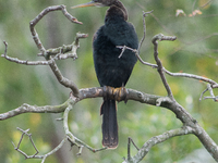 The anhinga is a large bird, measuring approximately 89 cm (35 in) in length, with a range of 75-95 cm (30-37 in), and has a 1.14 m (3.7 ft)...